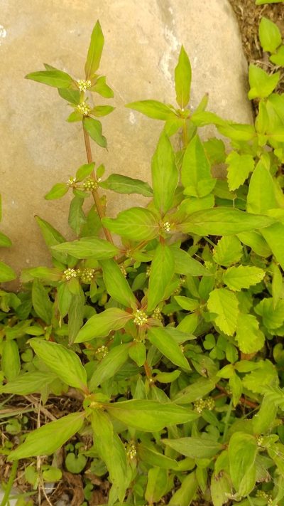 Spermacoce tenuior, photographed by Liliana Ramírez-Freire