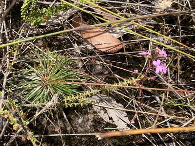 Stylidium lineare, photographed by Thomas Mesaglio