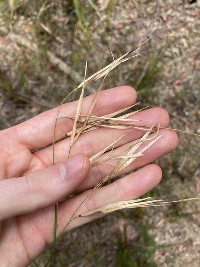 Anisopogon avenaceus, photographed by Thomas Mesaglio