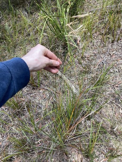 Anisopogon avenaceus, photographed by Thomas Mesaglio
