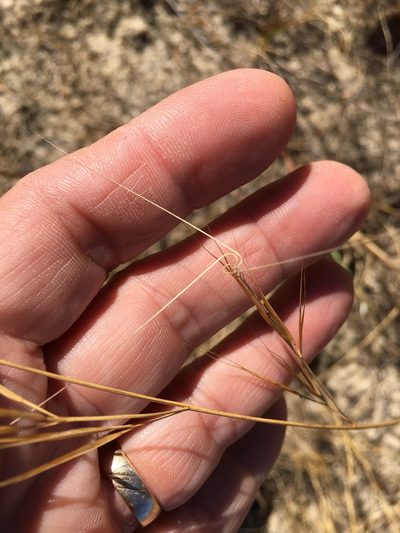 Aristida tuberculosa, photographed by Becky Dill
