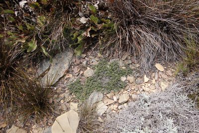 Stoebe prostrata, photographed by Tony Rebelo