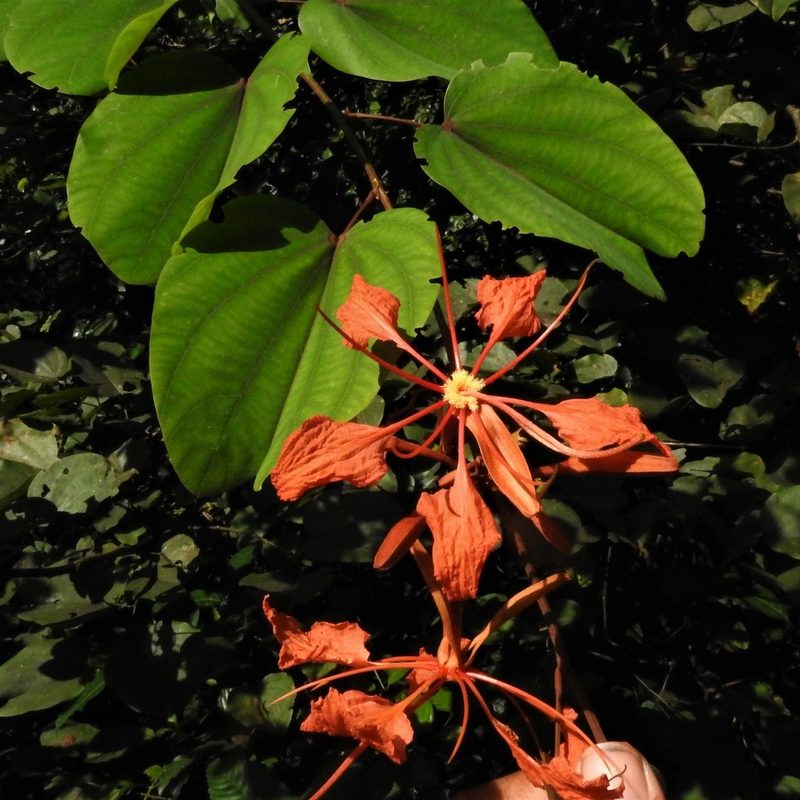 Bauhinia phoenicea, photographed by Paulmathi Vinod