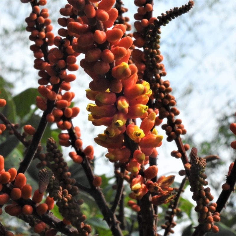 Moullava spicata, photographed by Paulmathi Vinod