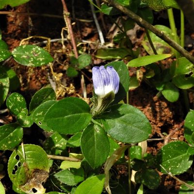 Cynarospermum asperrimum, photographed by Paulmathi Vinod