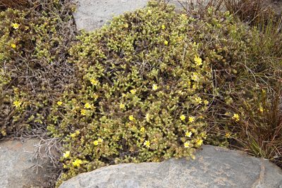 Cullumia reticulata, photographed by Tony Rebelo