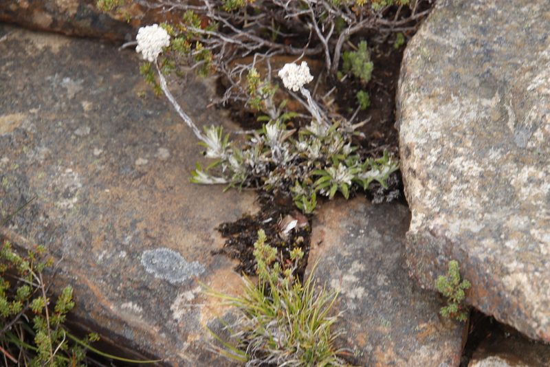 Anaxeton asperum, photographed by Tony Rebelo