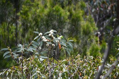 Eucalyptus luehmanniana, photographed by Thomas Mesaglio