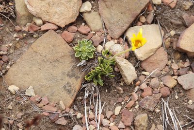 Dimorphotheca montana, photographed by Tony Rebelo