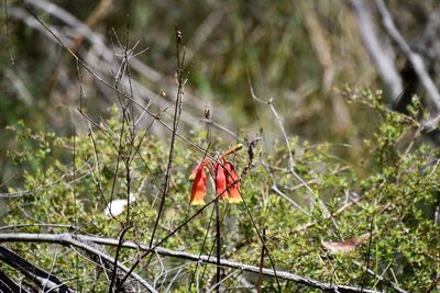 Blandfordia nobilis, photographed by Thomas Mesaglio
