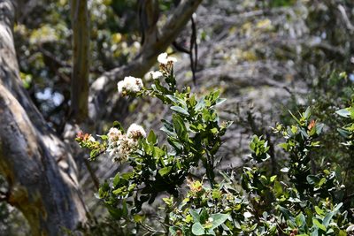 Angophora hispida, photographed by Thomas Mesaglio