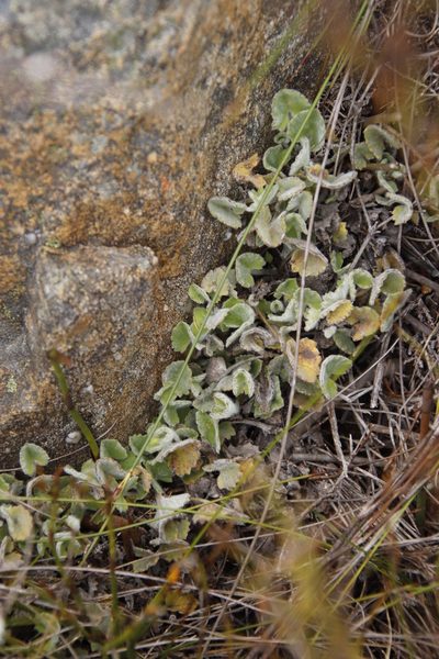 Centella flexuosa, photographed by Tony Rebelo