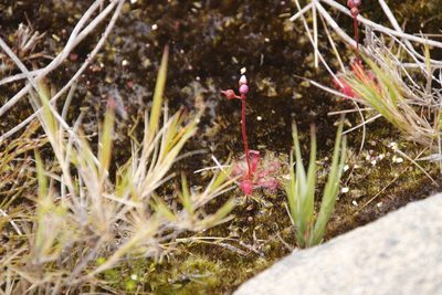 Drosera trinervia, photographed by Tony Rebelo