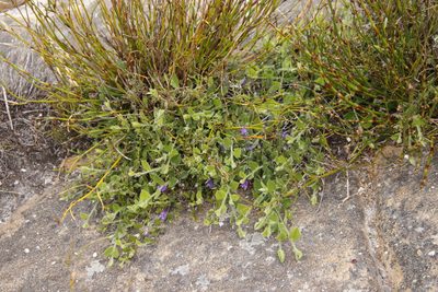 Psoralea asarina, photographed by Tony Rebelo