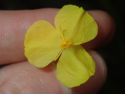 Xyris complanata, photographed by Thomas Mesaglio