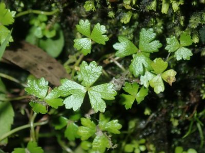 Hydrocotyle tripartita, photographed by Thomas Mesaglio
