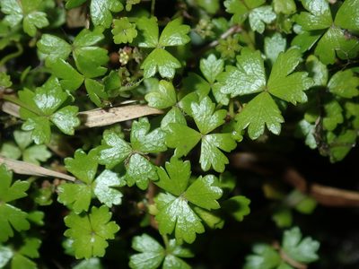 Hydrocotyle tripartita, photographed by Thomas Mesaglio