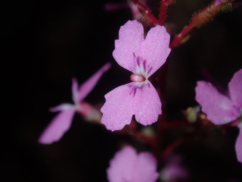 Stylidium productum, photographed by Thomas Mesaglio