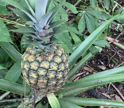Ananas comosus, photographed by John G. Phillips