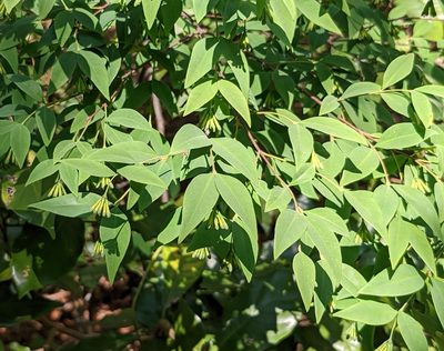 Wikstroemia nutans, photographed by portioid