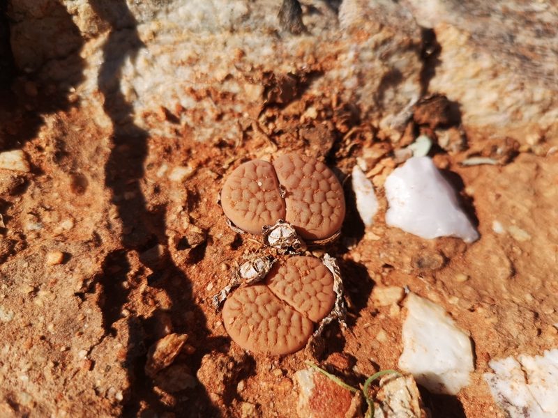 Lithops hookeri, photographed by Ricus Nel