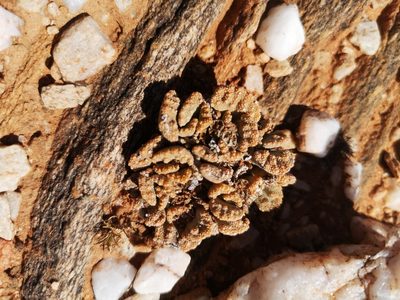 Titanopsis calcarea, photographed by Ricus Nel