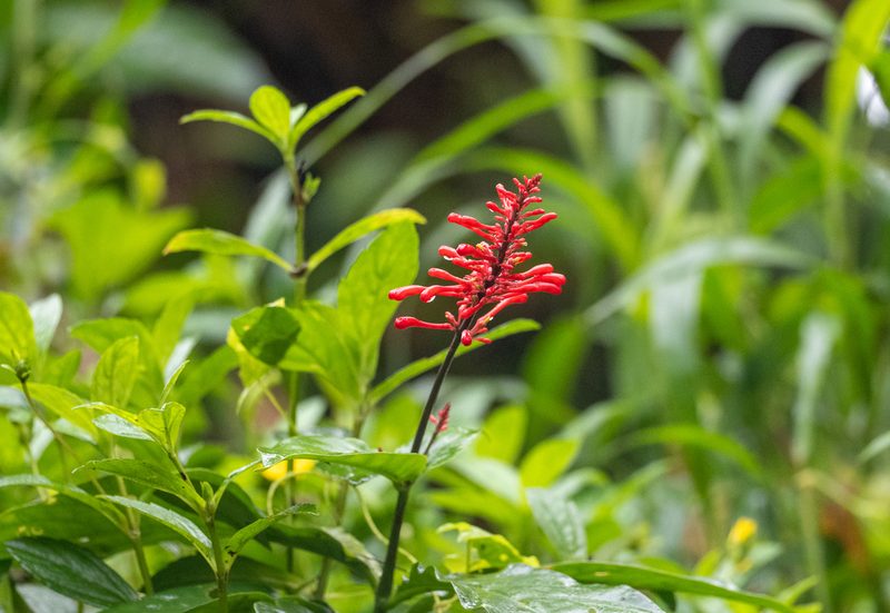 Odontonema tubaeforme, photographed by Forest Botial-Jarvis