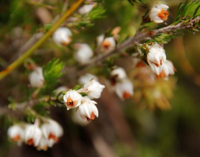 Erica triflora, photographed by Tony Rebelo