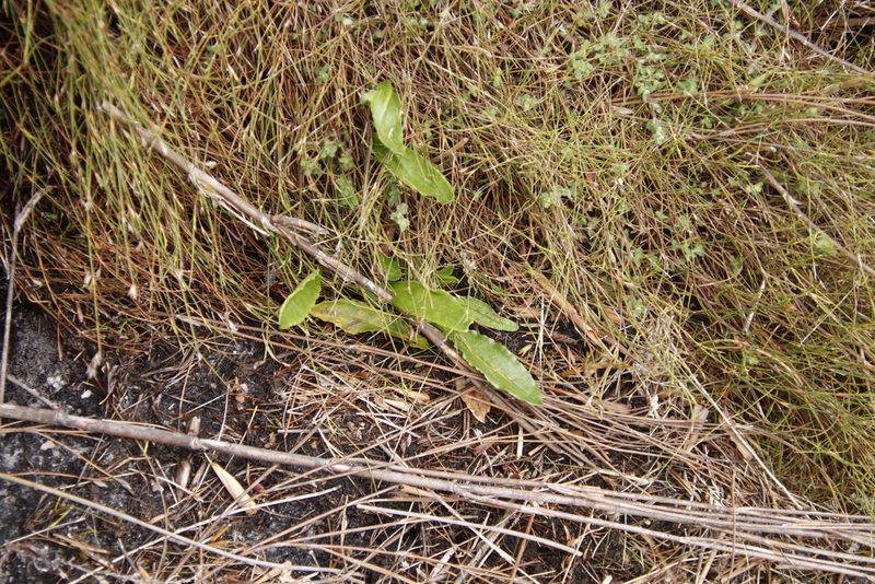 Senecio crispus, photographed by Tony Rebelo