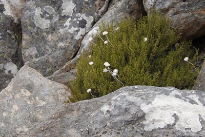 Anaxeton asperum, photographed by Tony Rebelo