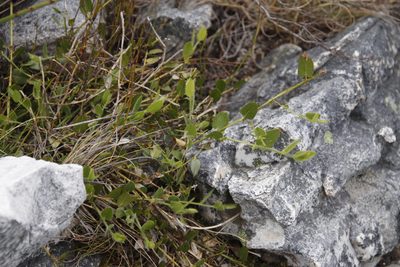 Psoralea asarina, photographed by Tony Rebelo