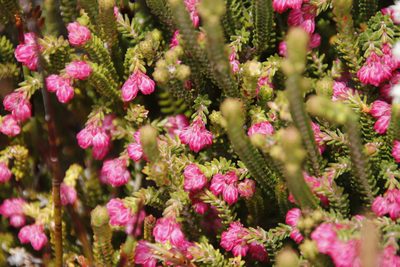 Erica tegulifolia, photographed by Tony Rebelo