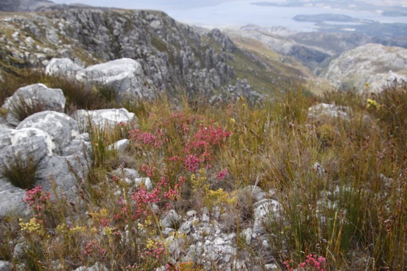 Erica tegulifolia, photographed by Tony Rebelo