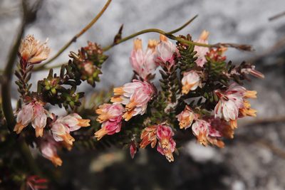 Erica tegulifolia, photographed by Tony Rebelo