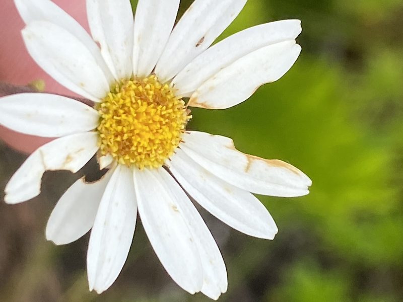 Osmitopsis osmitoides, photographed by Dave U