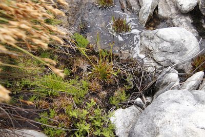 Juncus lomatophyllus, photographed by Tony Rebelo
