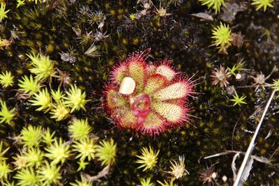 Drosera cuneifolia, photographed by Tony Rebelo