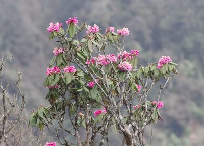 Rhododendron kesangiae, photographed by Thibaud Aronson