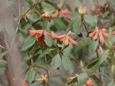 Rhododendron cinnabarinum, photographed by Thibaud Aronson
