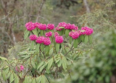 Rhododendron kesangiae, photographed by Thibaud Aronson