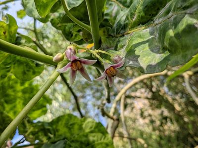 Solanum betaceum, photographed by Chen Jia Hong
