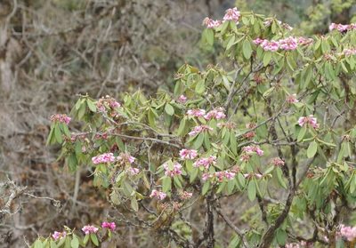 Rhododendron kesangiae, photographed by Thibaud Aronson