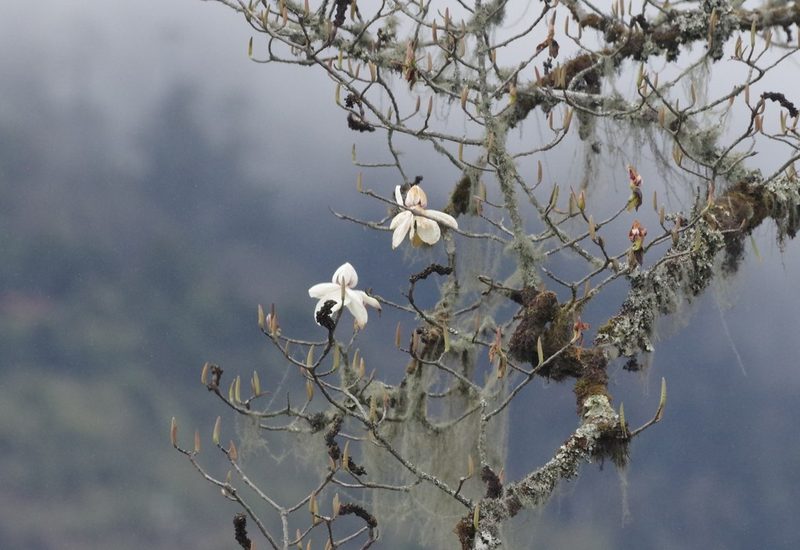 Magnolia campbellii, photographed by Thibaud Aronson