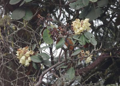 Rhododendron falconeri, photographed by Thibaud Aronson