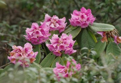 Rhododendron kesangiae, photographed by Thibaud Aronson