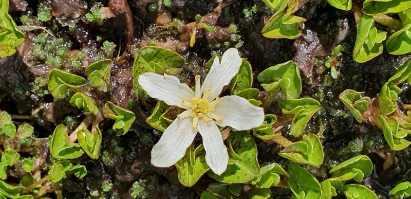 Psychrophila obtusa, photographed by Katie Jenkins