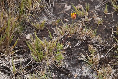 Dimorphotheca montana, photographed by Tony Rebelo