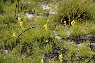 Pterygodium acutifolium, photographed by Tony Rebelo