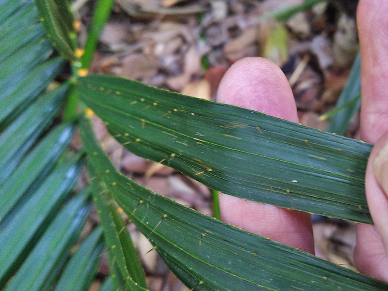 Calamus moti, photographed by Steve Fitzgerald