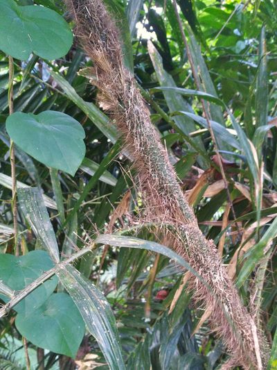 Calamus australis, photographed by Steve Fitzgerald